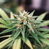 Dense cannabis bud late flowering with mature pistils and heavy trichome coverage