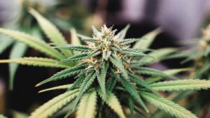 Dense cannabis bud late flowering with mature pistils and heavy trichome coverage
