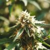 Outdoor cannabis bud late flowering with frosty trichomes and mature pistils