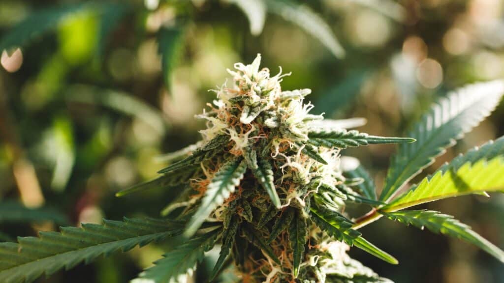Outdoor cannabis bud late flowering with frosty trichomes and mature pistils