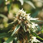 Outdoor cannabis bud late flowering with frosty trichomes and mature pistils