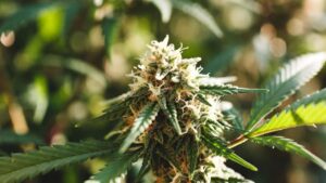 Outdoor cannabis bud late flowering with frosty trichomes and mature pistils
