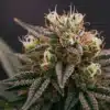 Cannabis bud macro with dense trichomes, white pistils, and frosty sugar leaves.
