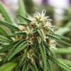 Cannabis bud close-up with resin-coated calyxes and white to orange pistils