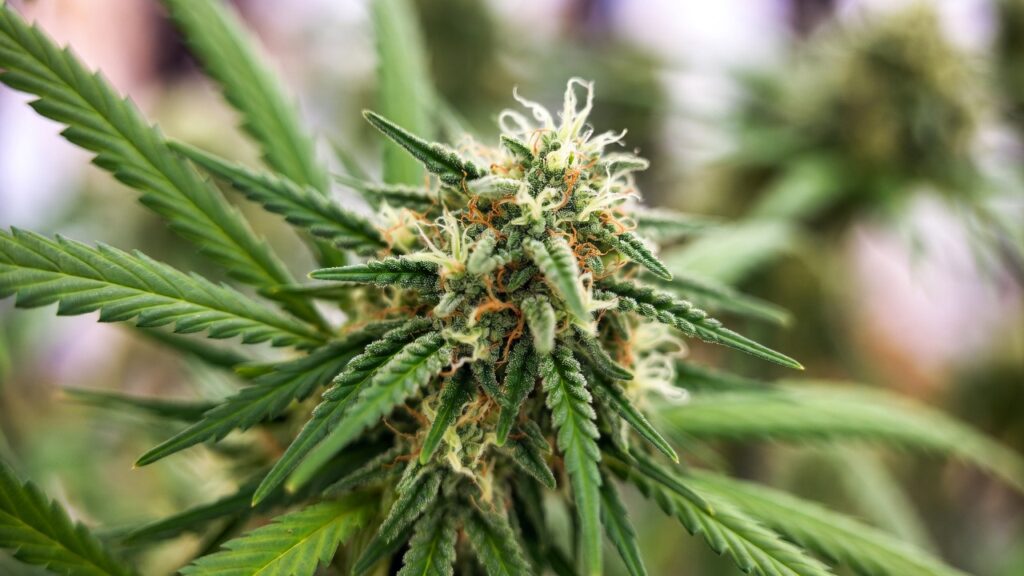 Cannabis bud close-up with resin-coated calyxes and white to orange pistils