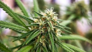Cannabis bud close-up with resin-coated calyxes and white to orange pistils