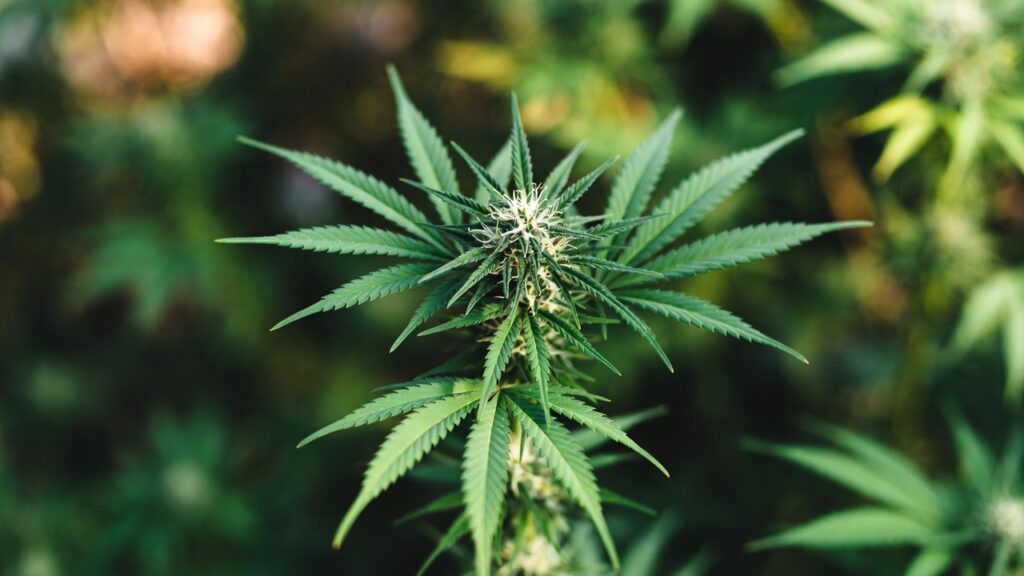 Resin-rich cannabis bud flowering with dense calyxes and frosty trichomes