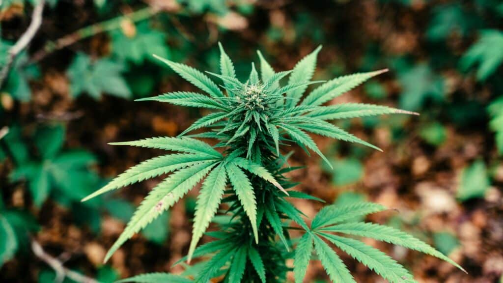 Cannabis bud with developing trichomes, white pistils, and dense green leaves indicating healthy flowering growth