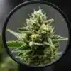 Cannabis bud trichomes under magnifying glass showing resin glands and pistils in high detail.