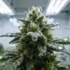 Indoor cannabis bud with visible trichomes and water droplets under grow lights.