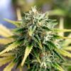 Cannabis bud in late flowering with yellowing fan leaves and visible trichomes