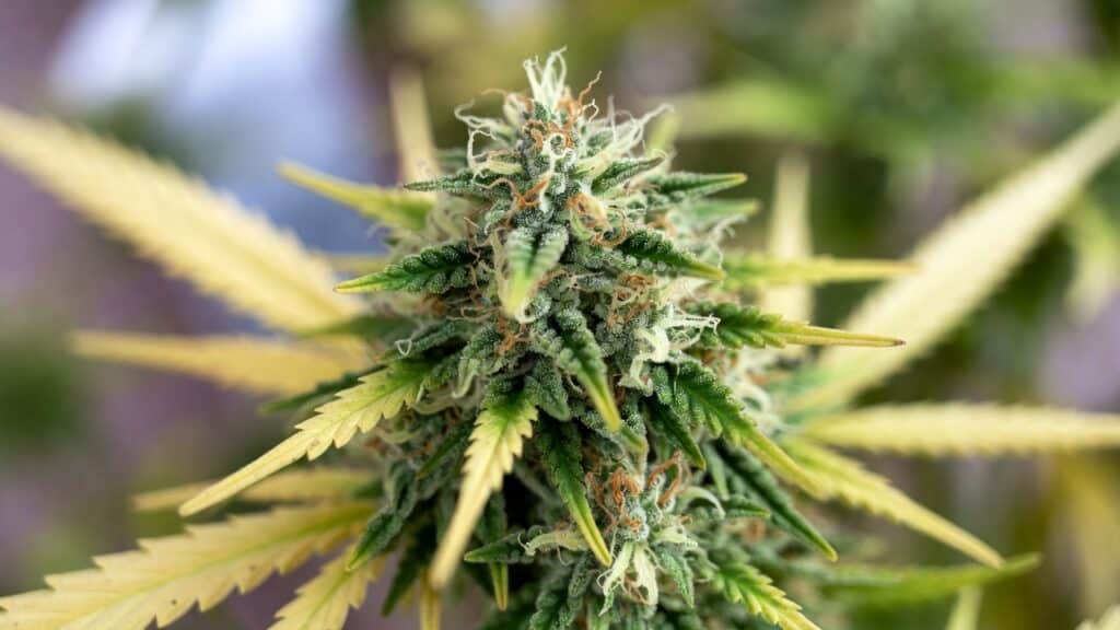 Cannabis bud in late flowering with yellowing fan leaves and visible trichomes