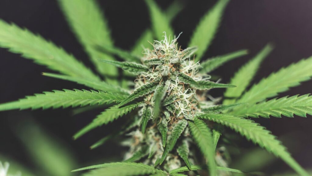 Outdoor cannabis cola flowering with stacked buds, fresh pistils, and healthy green leaves