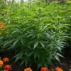 Cannabis companion planting with marigolds, showing healthy plants growing together in an outdoor garden.