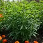 Cannabis companion planting with marigolds, showing healthy plants growing together in an outdoor garden.