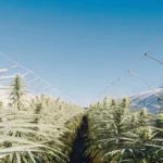 Cannabis plants glowing under warm sunlight inside a greenhouse with a transparent roof.