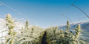 Cannabis plants glowing under warm sunlight inside a greenhouse with a transparent roof.
