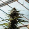 cannabis flowering bud growing under natural greenhouse light