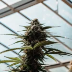 cannabis flowering bud growing under natural greenhouse light