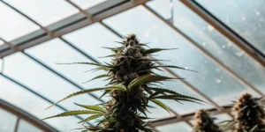 cannabis flowering bud growing under natural greenhouse light