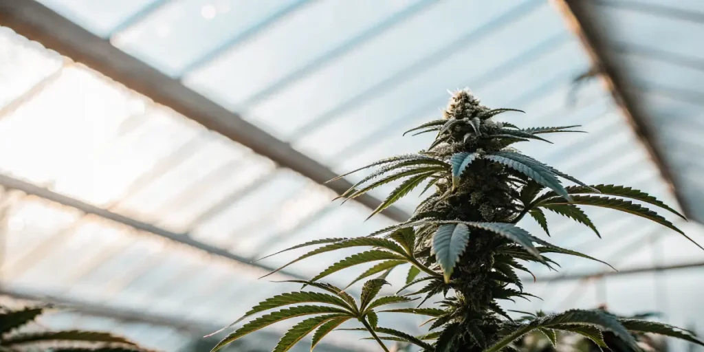 cannabis flowering plant in sunlit greenhouse