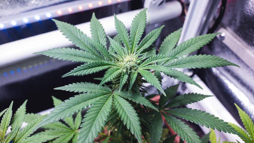 Cannabis flowering stage close-up showing white pistils forming on a healthy green bud with vibrant serrated leaves