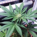Cannabis flowering stage close-up showing white pistils forming on a healthy green bud with vibrant serrated leaves