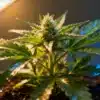 Cannabis flowering stage under LED lights with developing buds, fresh pistils, and healthy leaves in an indoor grow setup.