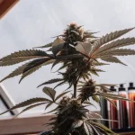 Close-up of a flowering cannabis top inside a sunlit greenhouse with mature buds and colorful leaves.