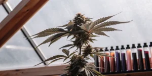 Close-up of a flowering cannabis top inside a sunlit greenhouse with mature buds and colorful leaves.