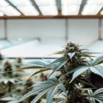 Cannabis-flowering-top-greenhouse-light showing a resinous top cola beneath bright greenhouse panels.