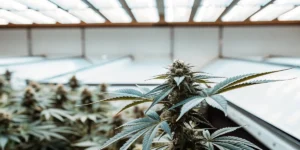 Cannabis-flowering-top-greenhouse-light showing a resinous top cola beneath bright greenhouse panels.