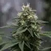 Cannabis flowering top with dense trichomes, white pistils, and resin-rich buds in sharp detail.