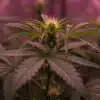 Cannabis flowering top under purple grow lights with white pistils and broad green leaves.