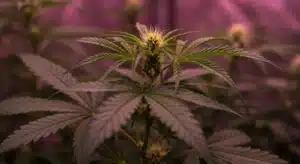 Cannabis flowering top under purple grow lights with white pistils and broad green leaves.
