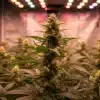 Cannabis flowering under full-spectrum LED lights with uniform canopy and developing colas.
