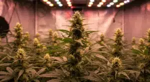Cannabis flowering under full-spectrum LED lights with uniform canopy and developing colas.