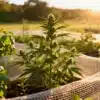 Cannabis garden with companion plants growing outdoors at sunset, showing natural cultivation and protective netting.