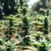 Cannabis harvest trimming with scissors cutting a dense flowering bud covered in resin.