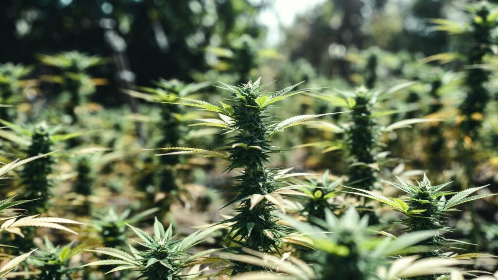 Cannabis harvest trimming with scissors cutting a dense flowering bud covered in resin.