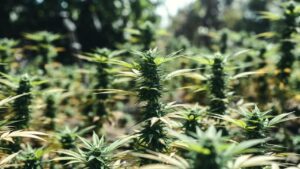 Cannabis harvest trimming with scissors cutting a dense flowering bud covered in resin.