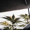 Cannabis hydroponic canopy from below showing young plants reaching toward bright diffused greenhouse light.