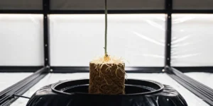 Cannabis hydroponic root cube with exposed roots suspended above a grow system.
