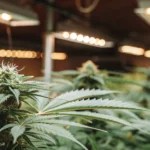 cannabis indoor cultivation with LED grow lights