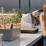 scientist testing cannabis plants under microscope in laboratory