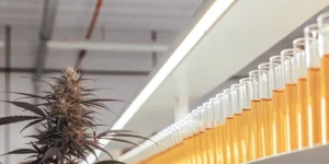 cannabis laboratory with test tubes and bud sample