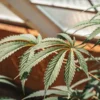 Cannabis-leaf-greenhouse-closeup showing a healthy marijuana leaf under natural sunlight inside a greenhouse.