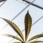 cannabis leaf in greenhouse sunlight with clear sky background