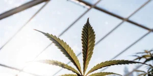 cannabis leaf in greenhouse sunlight with clear sky background