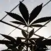 Silhouette of a cannabis leaf inside a greenhouse with the sun shining brightly behind it.
